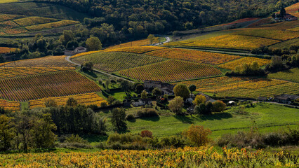 Naklejka premium Paysage du vignoble du Beaujolais dans le département du Rhône à l'automne autour du Mont Brouilly