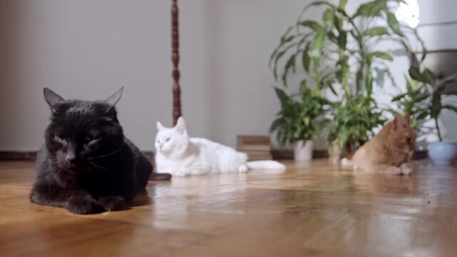 White, black and ginger cats lying relaxed on the floor