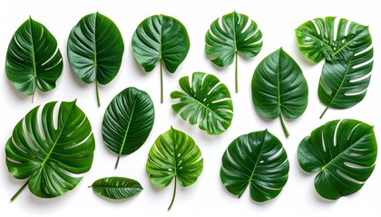 Obraz premium Collection of tropical leaves with varied shapes, textures, and shades of green on white background for editorial botanical photography foliage decor and poetic biodiversity-themed visuals