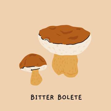 Toxic and poisonous mushrooms flat vector illustration set. Death cap, destroying angel, deadly webcap, fools mushroom, satans bolete, funeral bell, false chanterelle, deadly fibrecap.