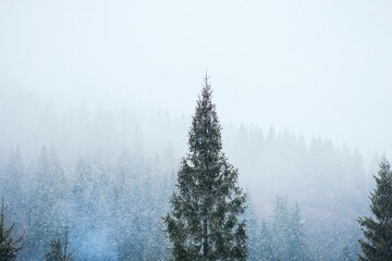 Winter Christmas Scene, View of the Snowy Pine Forest in the Mountains
