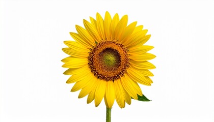 Sunflower in full bloom with bright yellow petals and central brown-green disc on white background for editorial botanical photography summer decor and poetic positivity-themed visuals
