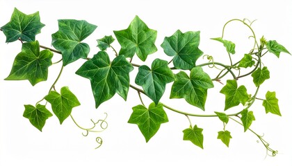 Green ivy vine with heart-shaped leaves and curling tendrils on white background for editorial botanical photography nature decor and poetic growth-themed visuals