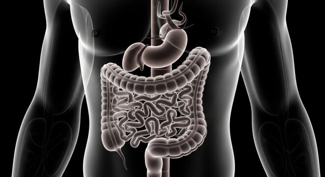 Human Digestive System Illustration with Transparent Body Showing Stomach Liver Large Intestine Small Intestine and Other Organs