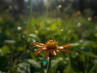 A beautiful butterfly rests on a bright yellow flower in the summer garden