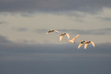 Egrets Flying Through Golden Sky