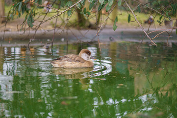 Duckling Drifting in Green Pond