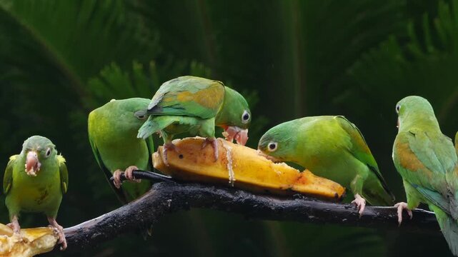flock of orange-chinned parakeet at feeder, bickering, eating bananas, close 230