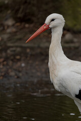 Stork Standing in Woodland Light