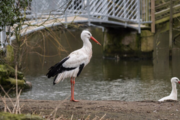 Stork Paused Near Flowing Stream