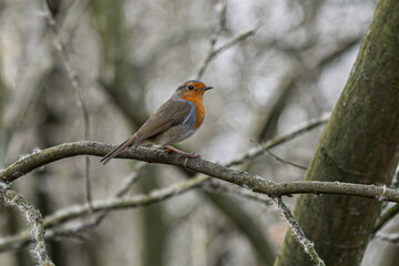 European Robin Perched on Branch
