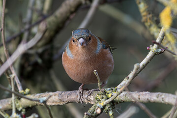 Chaffinch Facing Forward on Branch