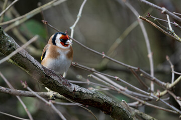 Red Face and Yellow Wing Flash