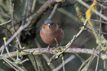 Songbird Framed by Lichen Twigs