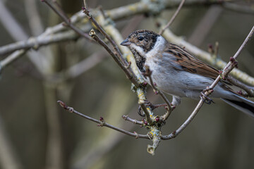 Reed Bunting Among Twisted Branches