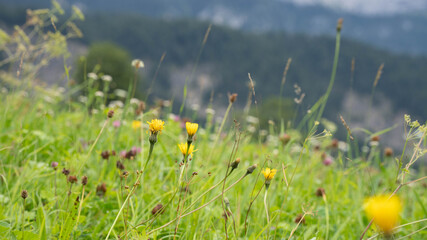 Beautiful German Mountains in Zugspitzregion - Alpspitze. High quality photo