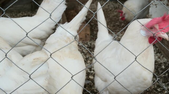 White free-range hens walk and fuss behind the mesh in the coop. Organic chicken poultry in the village, rural scene.