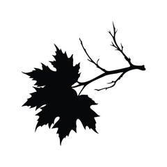 Detailed silhouette of a maple leaf and branch on a white background, dead maple branch silhouette vector illustration