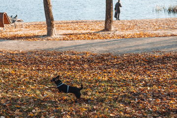Dog running through autumn leaves near a lake on a sunny day. A small black dog joyfully runs through fallen leaves in a park, enjoying the crisp autumn air