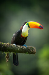 Fototapeta premium Tucán colorido en la selva tropical bajo la lluvia
