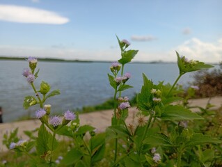 Delicate purple wildflowers bloom vibrantly along a serene waterfront, inviting a sense of peaceful natural beauty and outdoor tranquility.