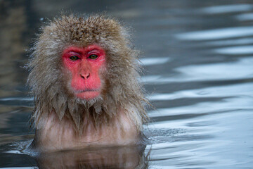 Naklejka premium Angry Looking Japanese Snow Monkey in Hot Spring