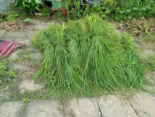 Freshly harvested lemongrass bundles lie on a path near a body of water with lush green vegetation surrounding them