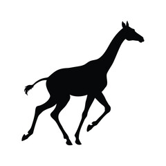 Silhouette of a giraffe running across a white background in black, giraffe running silhouette vector illustration