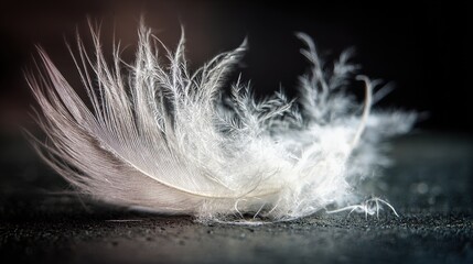 directional. A single white feather gently descending against a dark, textured background. wildlife magazines, conservation campaigns, designed for eco-tourism storytelling, used by project managers.