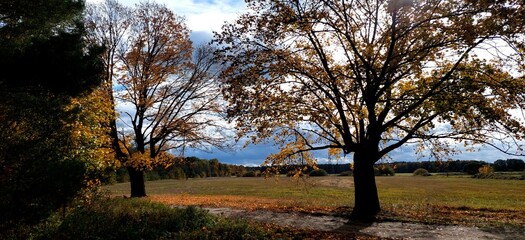 sunset in the forest