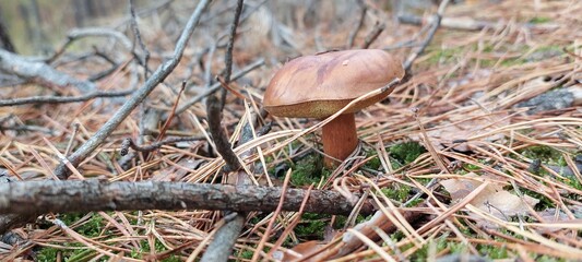 mushroom in the forest