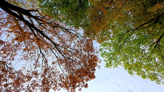 Calm natural view with changing foliage, Peaceful forest landscape featuring multicolored leaves and patterned blue sky