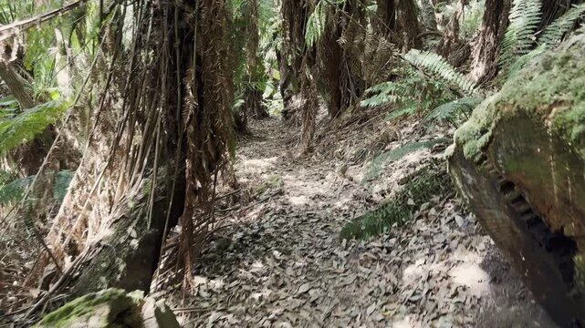 massive blue tier Kauri tree standing along a hiking path through the virgin rain forest of Tasmania.