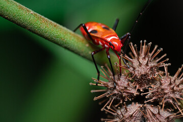 Red Cotton Stainer Bug - Dysdercus cingulatus