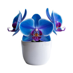 Vibrant Blue orchid plant in pot isolated on white background 