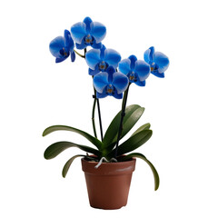 Vibrant Blue orchid plant in pot isolated on white background 