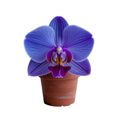 Vibrant Blue orchid plant in pot isolated on white background 