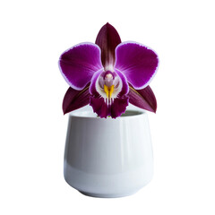 Vibrant Black orchid plant in pot isolated on white background