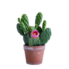 top view cactus plant in pot isolate on white background
