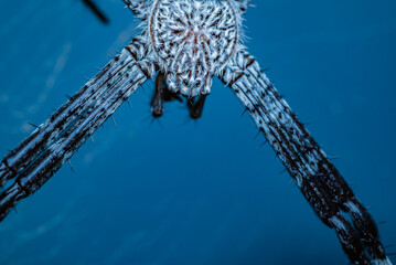 Close-up photo of a spider with a striking yellow pattern on its back and a natural green...