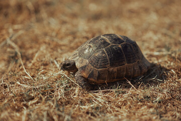Tortoise Slowly Crawling on Dry Grass Field in Natural Outdoor Habitat