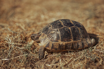 Brown Tortoise Moving Through Dry Field Environment in Sunlight Close-Up