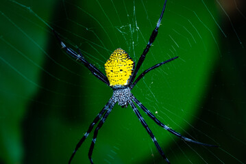 Close-up photo of a spider with a striking yellow pattern on its back and a natural green background.