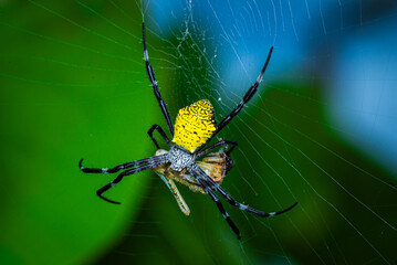 Close-up photo of a spider with a striking yellow pattern on its back and a natural green background.