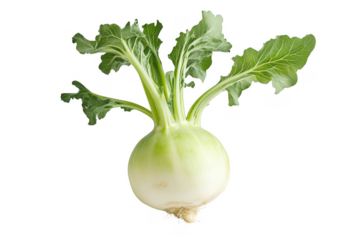Kohlrabi vegetable with green leaves isolated on a transparent background