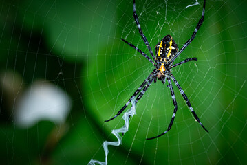 Close-up photo of a spider with a striking yellow pattern on its back and a natural green background.