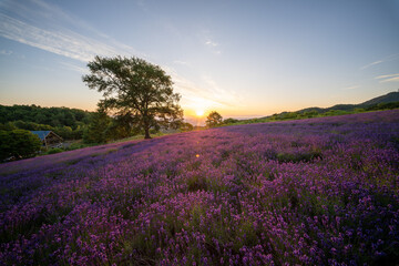 北海道　ラベンダー　札幌　朝日　紫　夏　日の出
