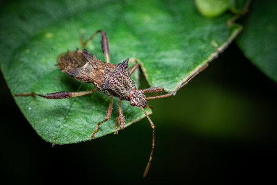 The brown planthopper (Leptocorisa Oratorius fabricius) perches on a fresh green leaf