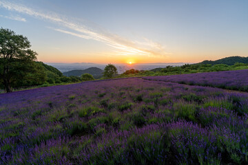 北海道　ラベンダー　札幌　朝日　紫　夏　日の出