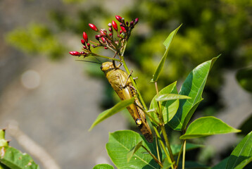 Macro photo of a grasshopper resting on a stem with red flower buds and green leaves in sunlight, symbolizing biodiversity and natural beauty.
